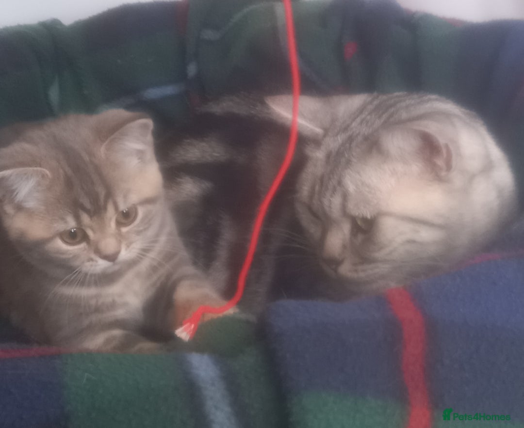 British Shorthair cats for sale: GCCF Registered BSH Kitten - Image 4