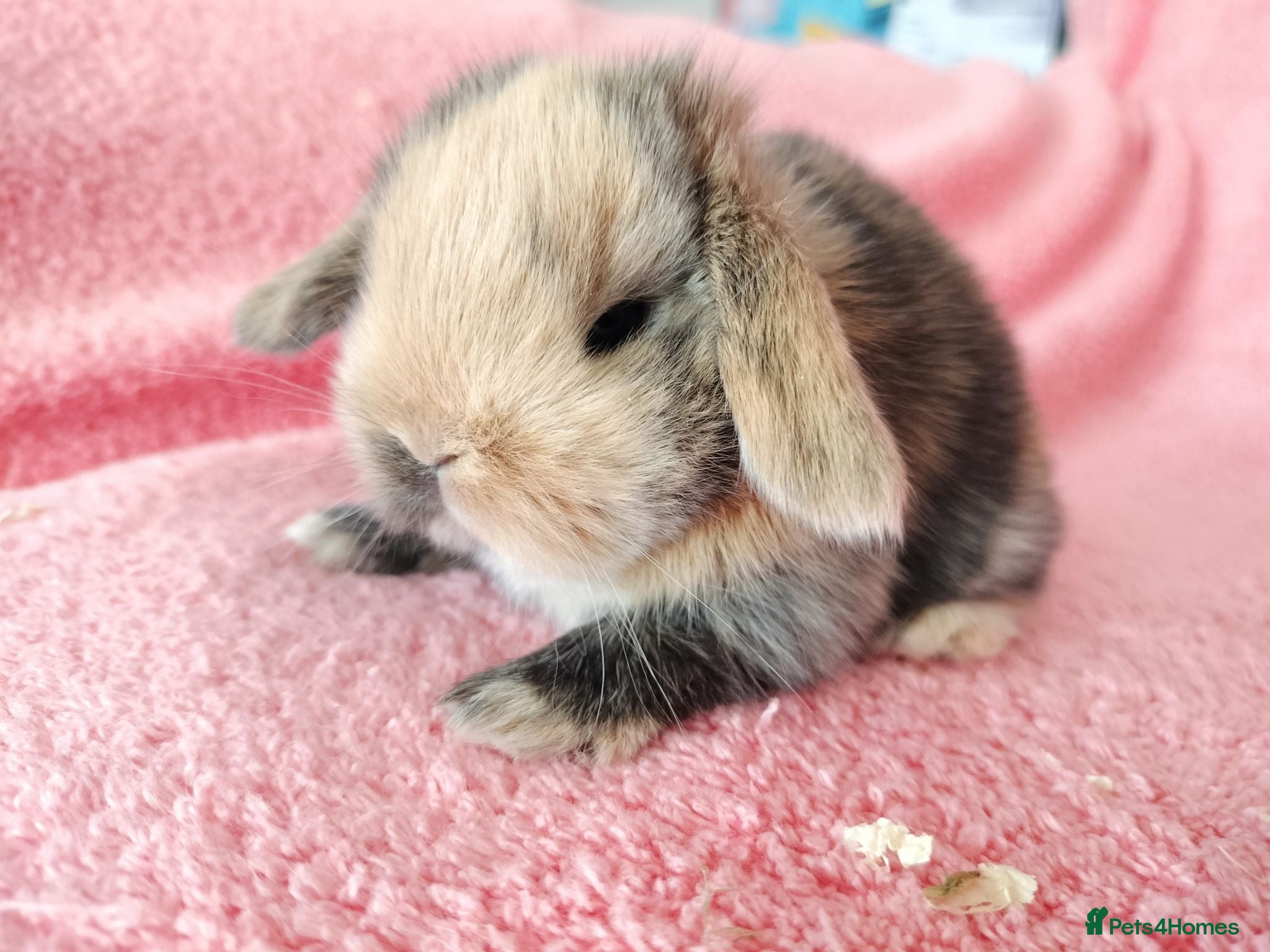 Mini Lop rabbits Baby mini lops for sale  - Advert 1