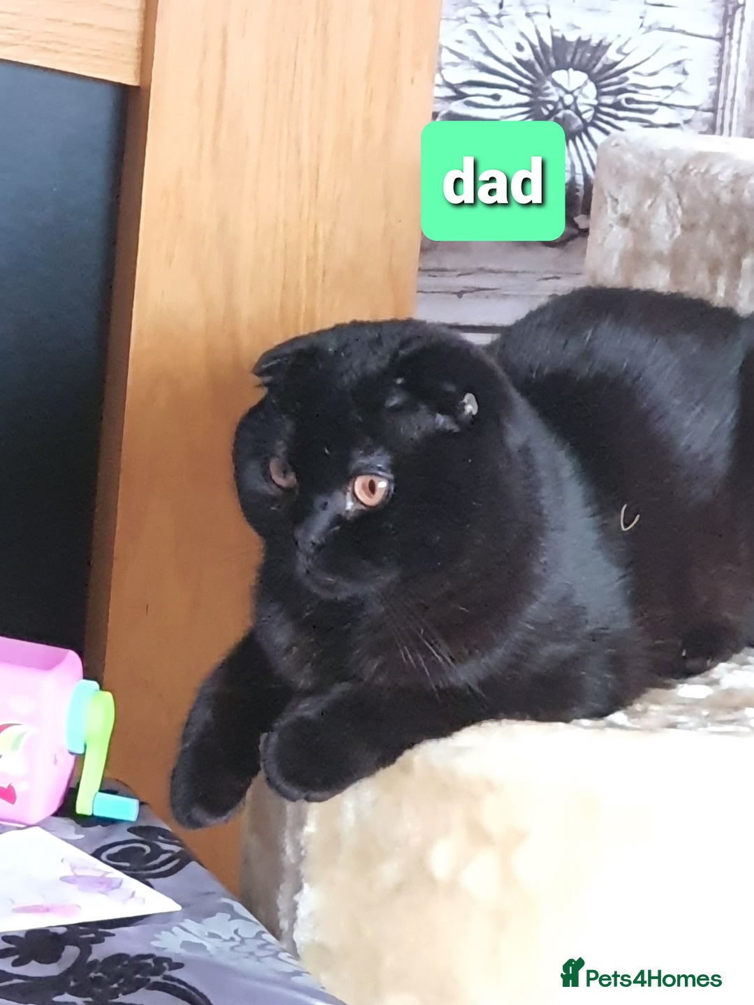 Scottish Fold cats for sale: 🥰💕Reservation list for 3 kittens is open💜🩵 - Advert 9