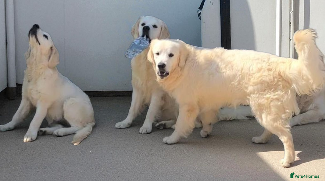 Golden Retriever dogs for sale: Golden retriever male - Image 2