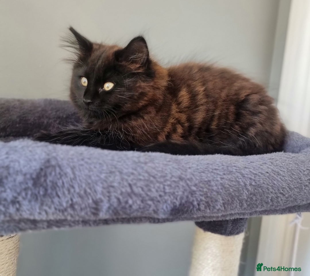 Mixed Breed cats for sale: Cute kittens - Image 5