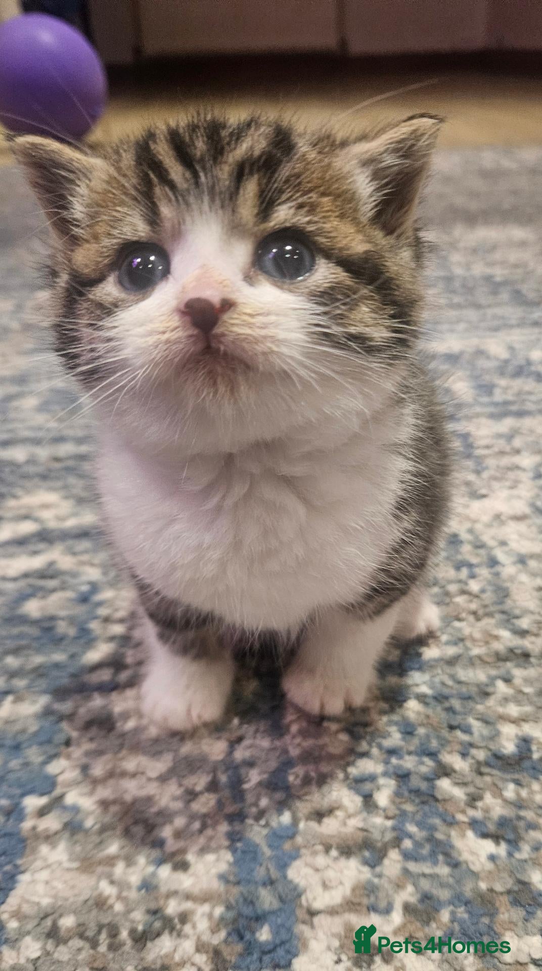 Mixed Breed cats for sale: Baby cats - Advert 10