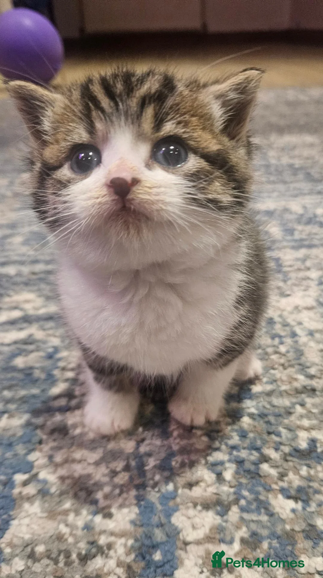 Mixed Breed cats for sale: Baby cats - Advert 1