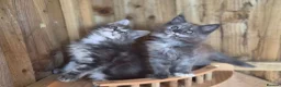 Maine Coon cats for sale: Pure Bred Maine Coon Kittens - Advert 3