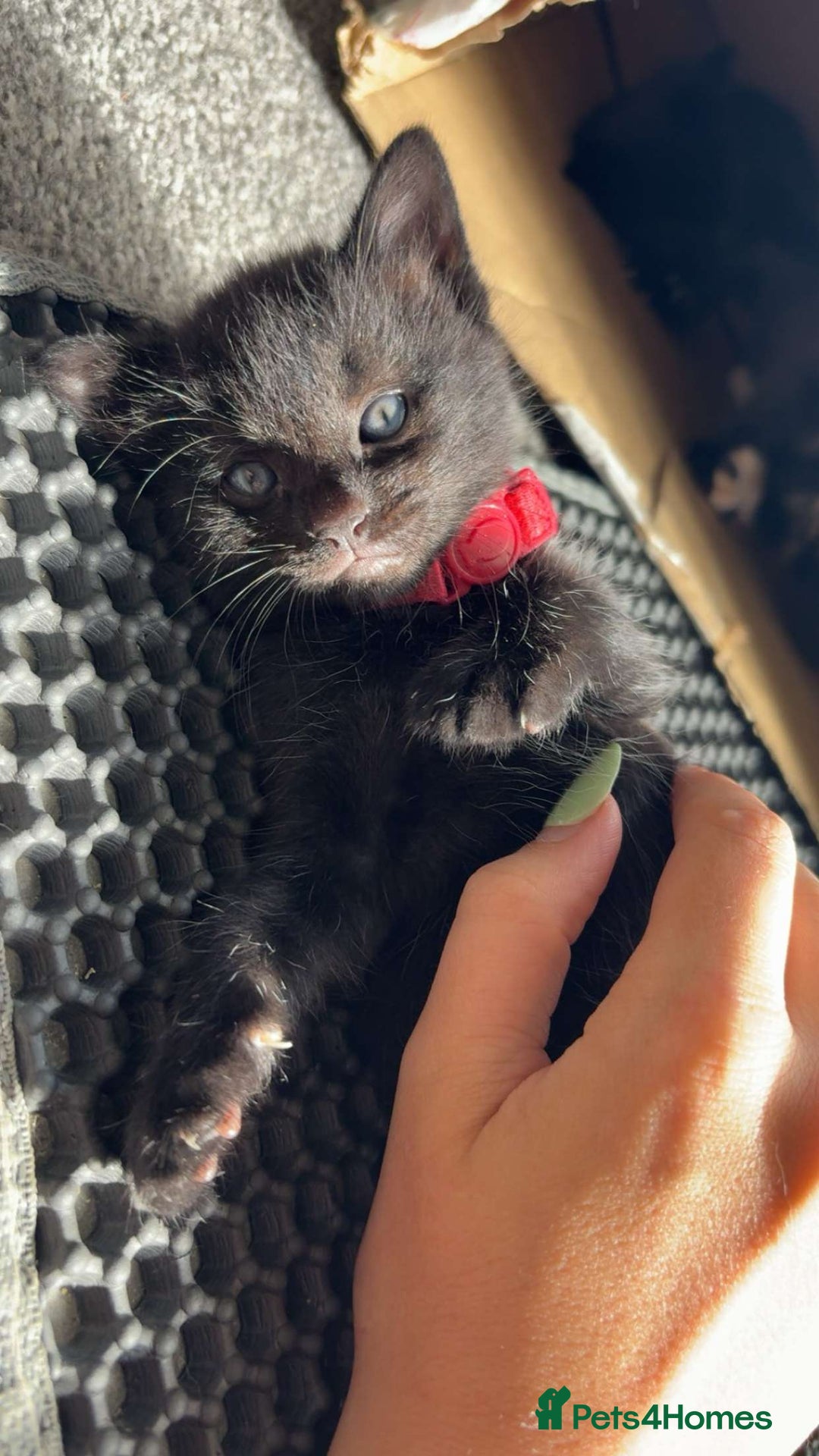 Domestic Shorthair cats for sale: Tortie and black 2 girl cats - Image 5