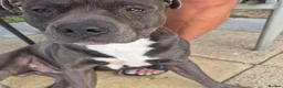 Staffordshire Bull Terrier dogs for stud: Archie  in Leeds - Advert 2