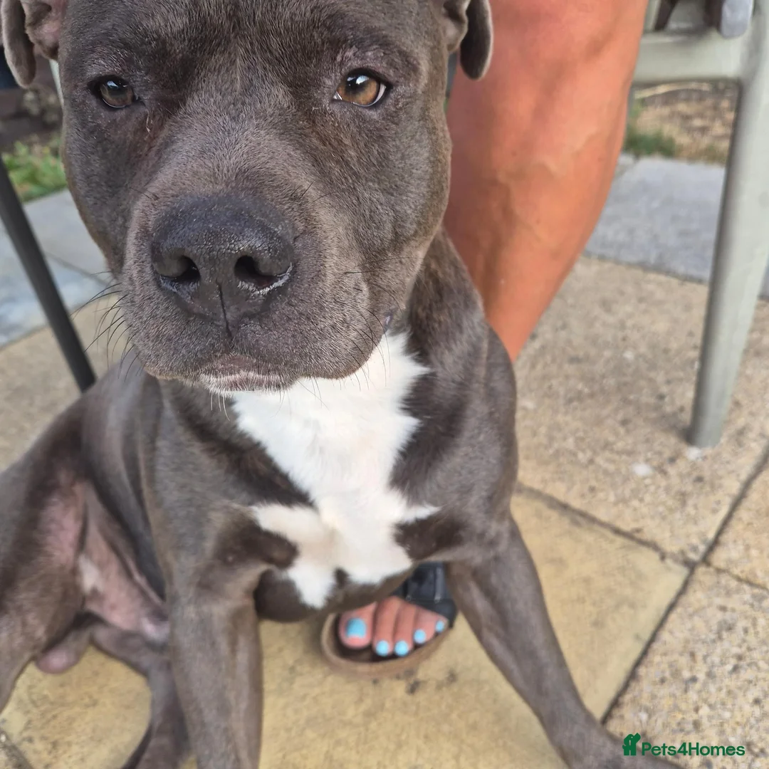 Staffordshire Bull Terrier dogs for stud: Archie  in Leeds - Advert 2