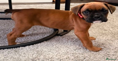 Boxer dogs - Advert 4