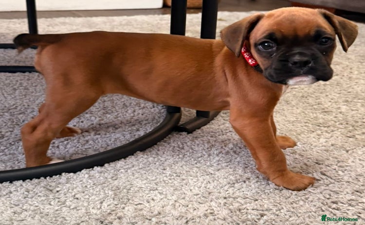 Boxer dogs - Advert 1