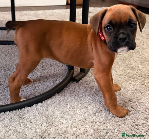 Boxer dogs - Advert 1