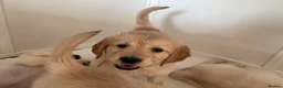 Golden Retriever dogs for sale: KC Golden retriever pups, fame & champion lines - Advert 16