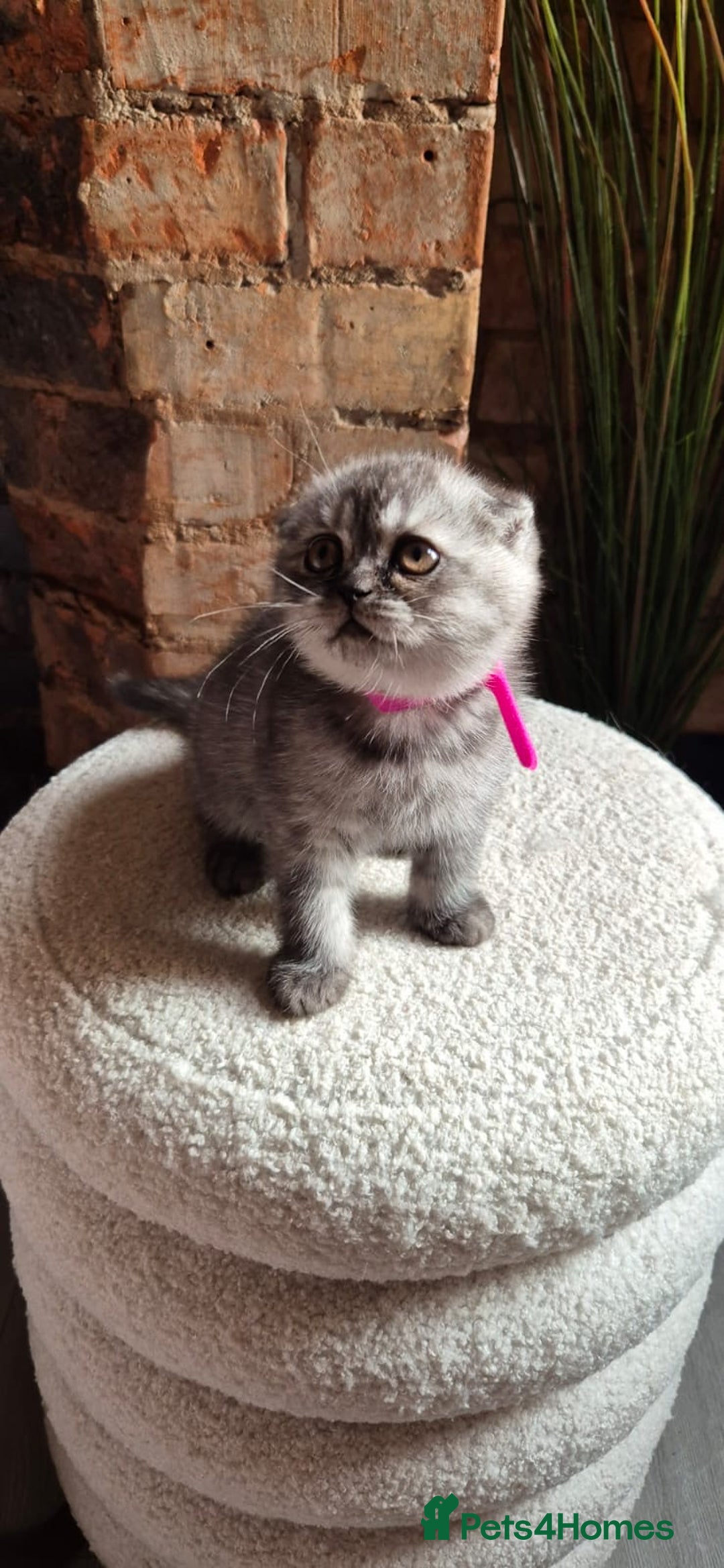 Scottish Fold cats for sale: Adorable Scottish Fold and Straight Kittens  - Image 26