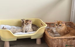 British Shorthair cats for sale: Golden, British Longhairs - Image 5