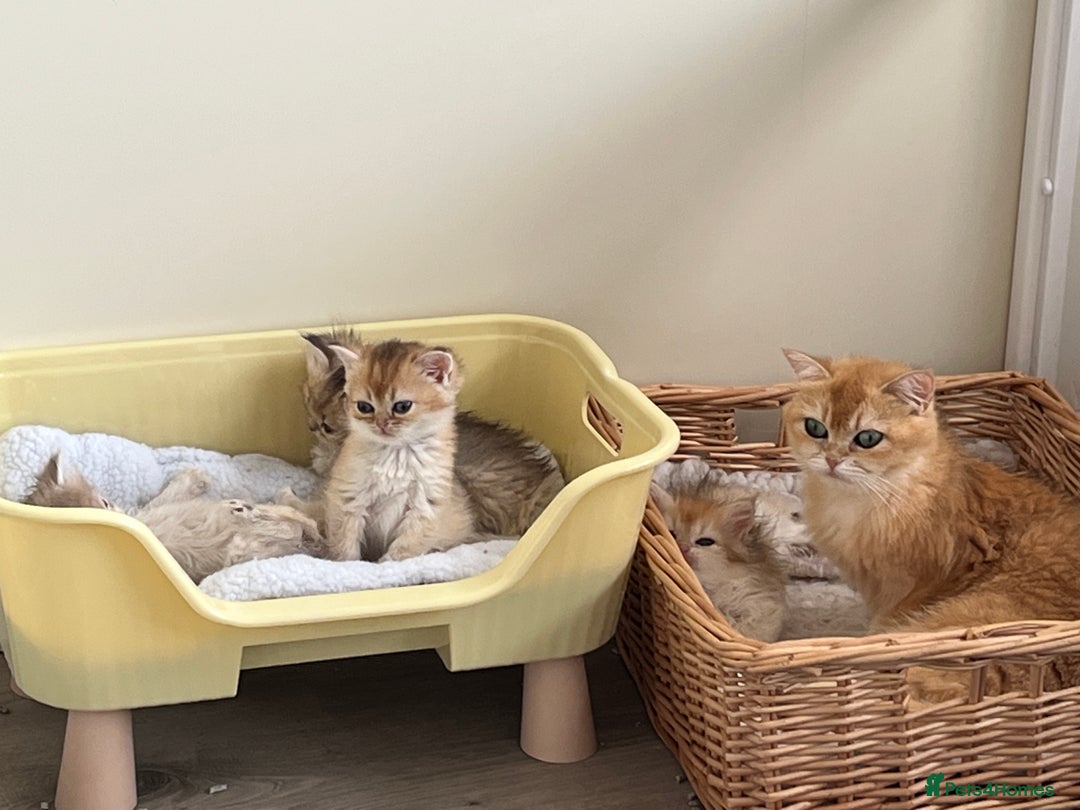 British Shorthair cats for sale: Golden, British Longhairs - Image 5