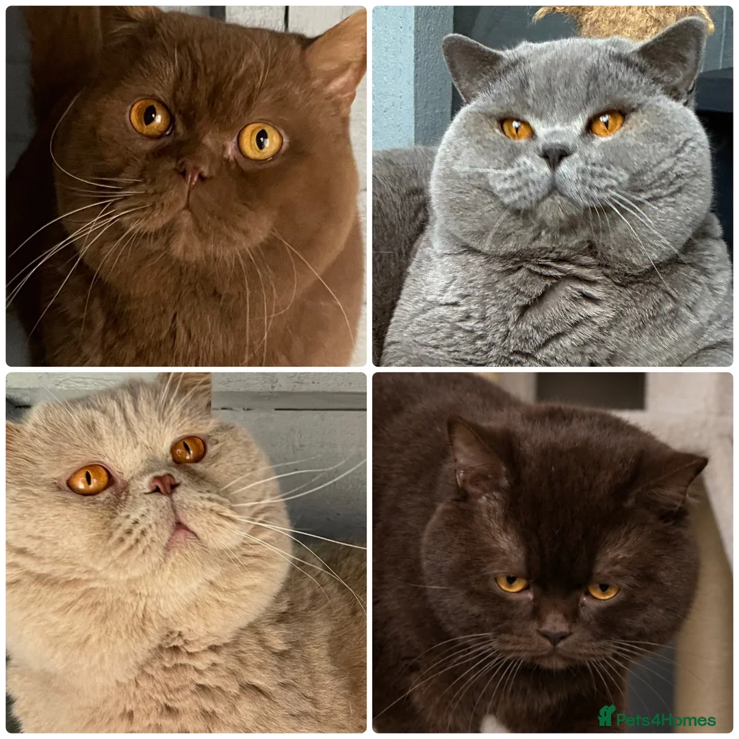 British Shorthair cats for stud: 🔥 CHOCOLATE CINNAMON FAWN STUDS EAST MIDLANDS 🔥  - Advert 1