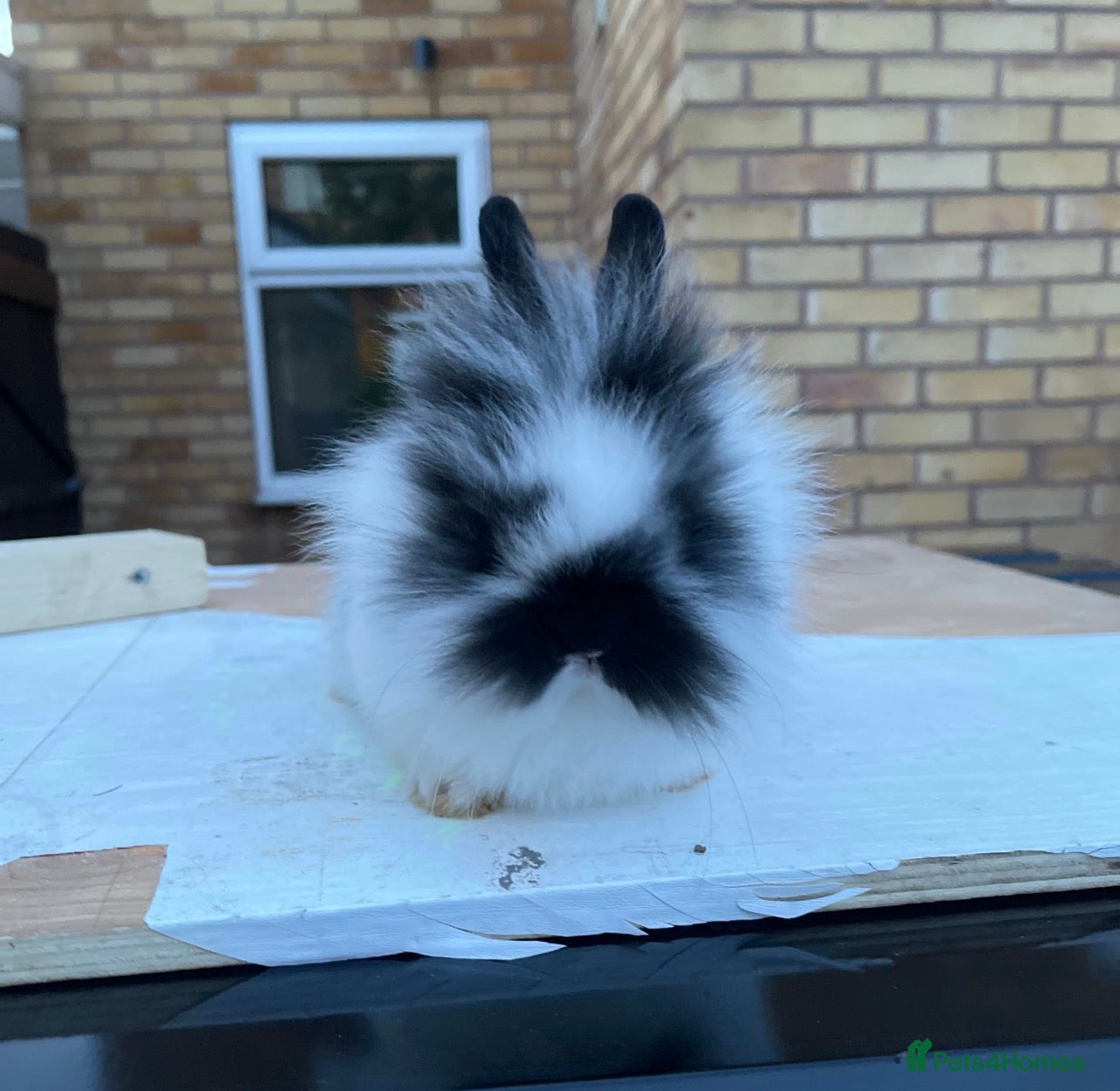 Netherland Dwarf rabbits Beuitiful netherland dwarf x lion head babys  - Advert 21