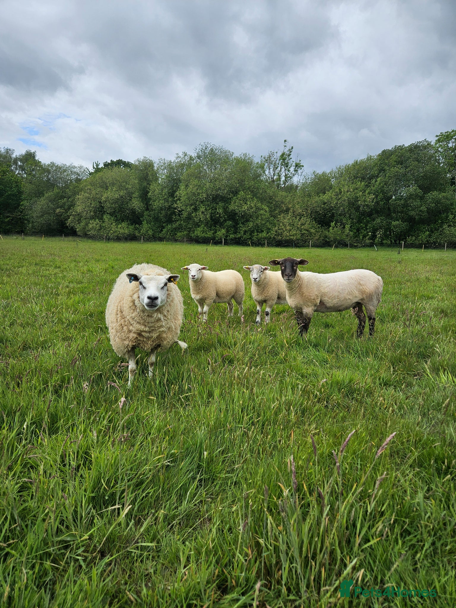 Sheep livestock 4 X ewes for sale  - Advert 9