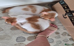 Mixed Breed cats for adoption: BOB &HARLEY BONDED BROTHERS NEUTERED FULL OF FUN  - Image 5