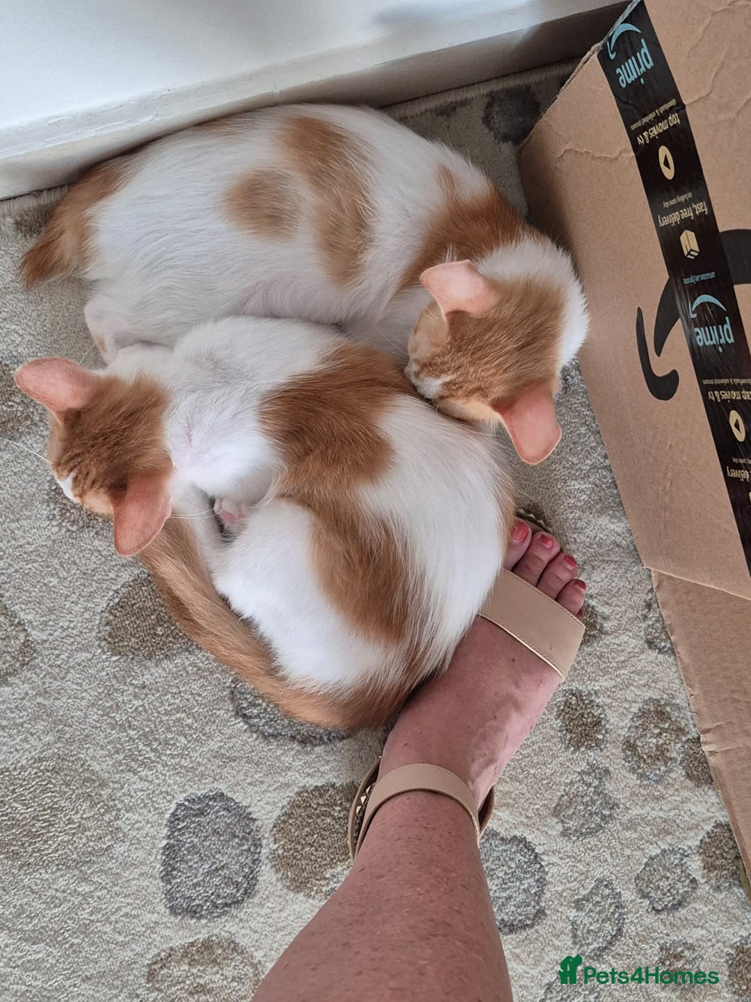 Mixed Breed cats for adoption: BOB &HARLEY BONDED BROTHERS NEUTERED FULL OF FUN  - Image 5