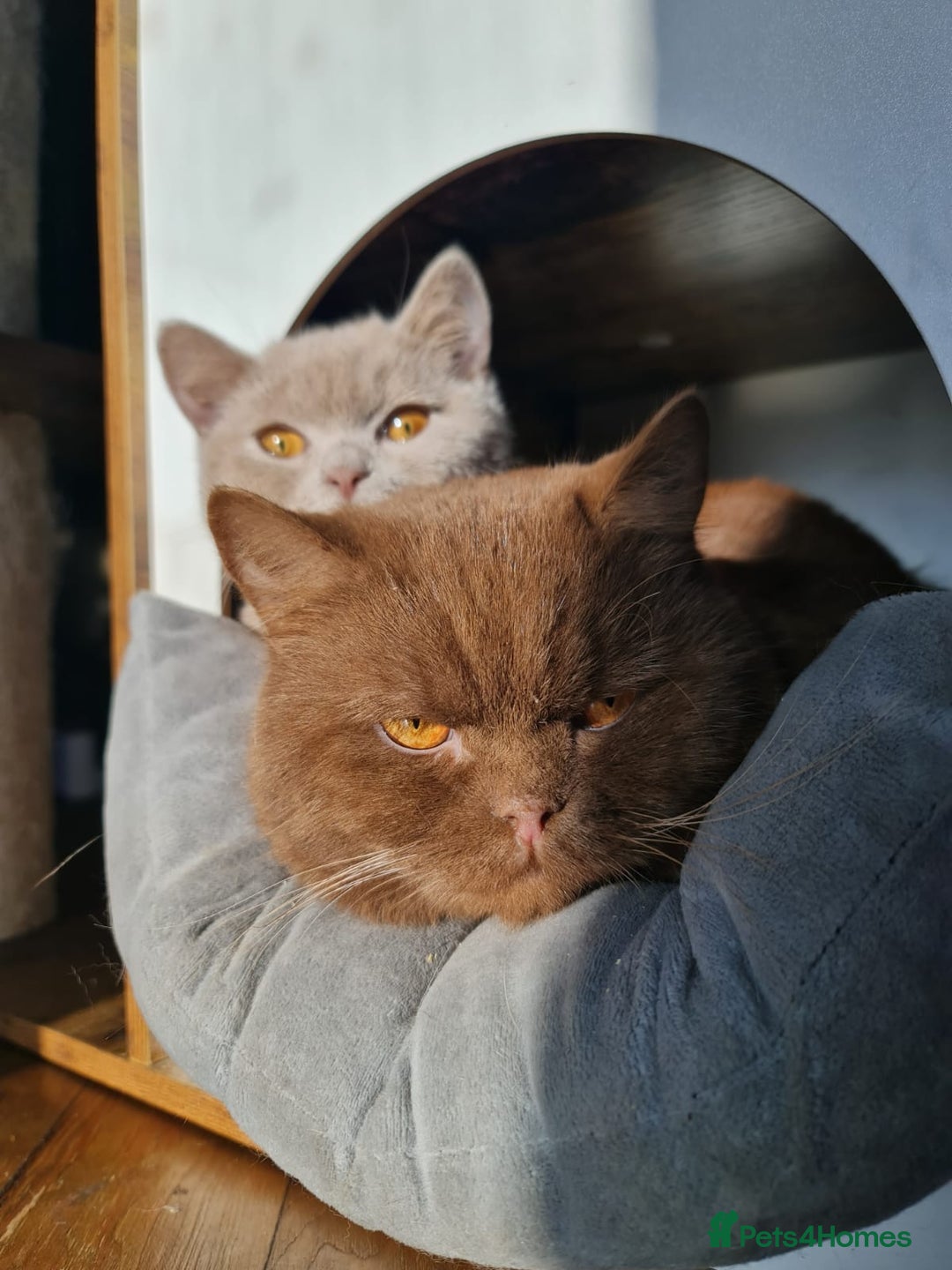 British Shorthair cats for sale: Pure British shorthair female spayed  - Advert 4