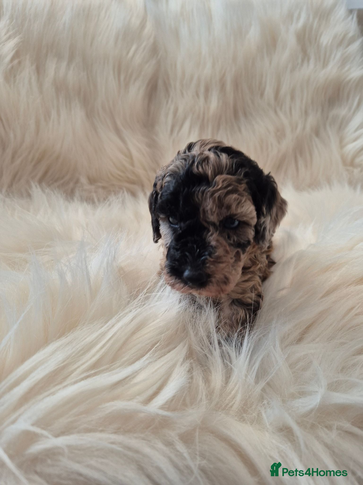 Cockapoo dogs Chocolate/merle cockapoos 3 girls/3 boys  - Advert 1