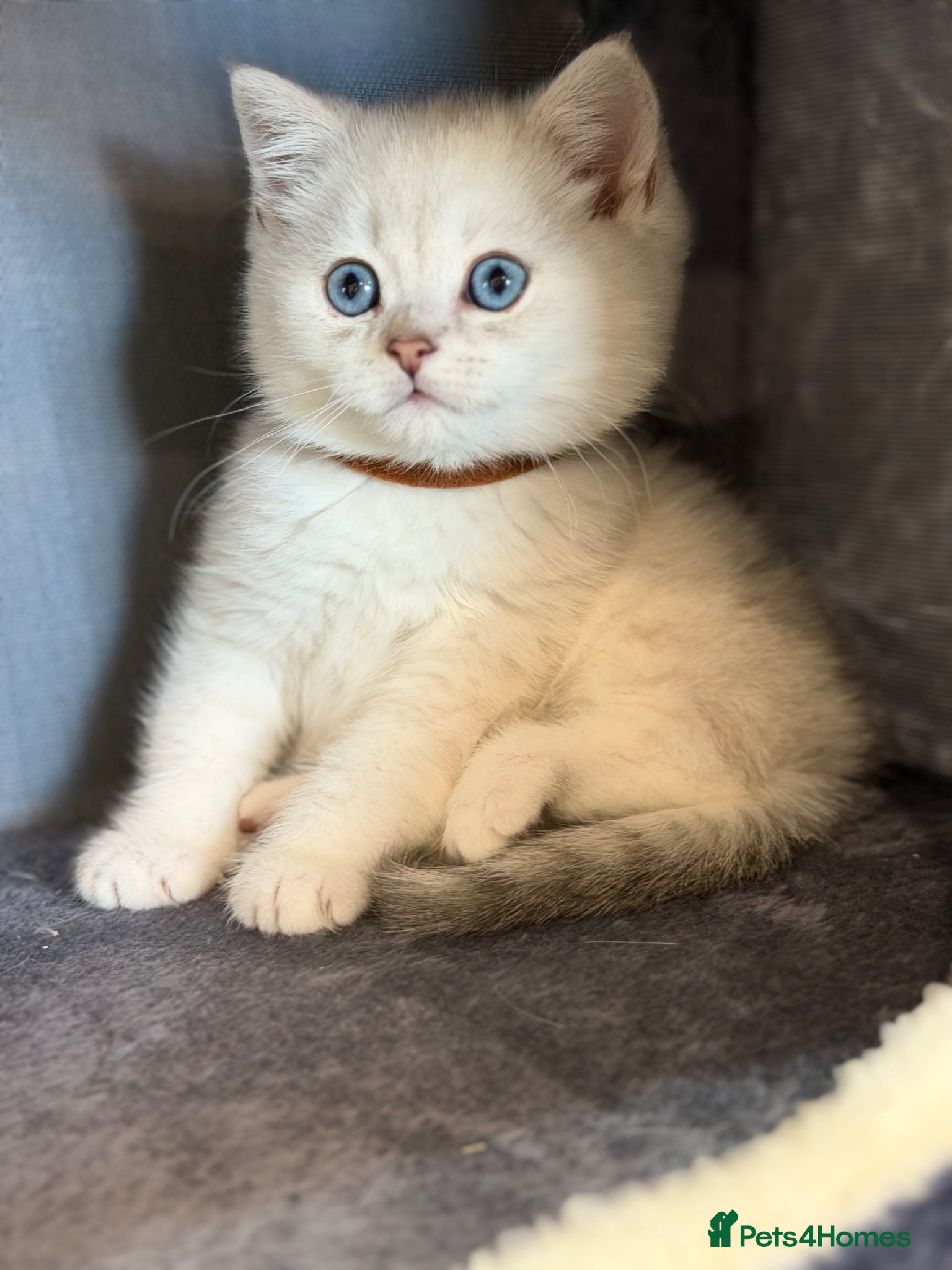 British Shorthair cats British sh kittens Golden point TICA - Advert 12