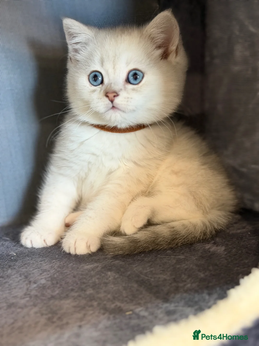 British Shorthair cats for sale: British sh kittens Golden point TICA - Advert 2