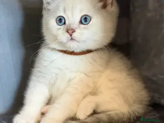 British Shorthair cats British sh kittens Golden point TICA - Advert 9
