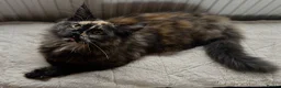 Maine Coon cats for sale: TICA & GCCF Maine coon Girl in Sheffield - Advert 1