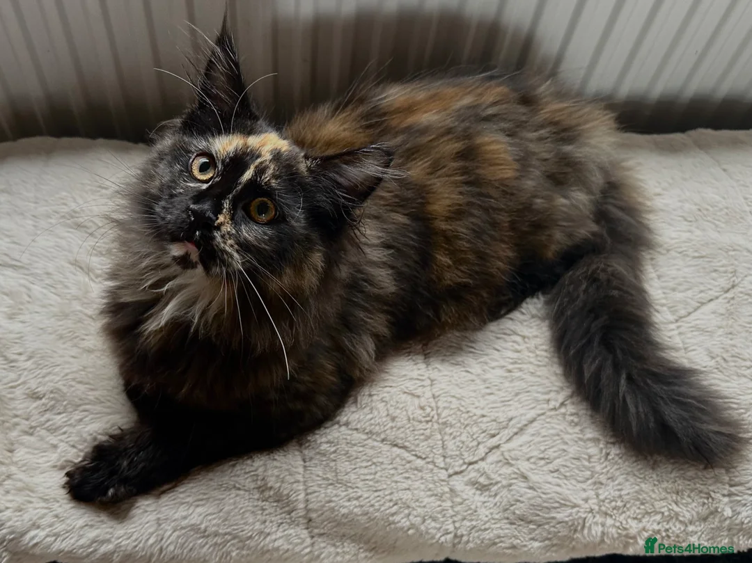 Maine Coon cats for sale: TICA & GCCF Maine coon Girl in Sheffield - Advert 1