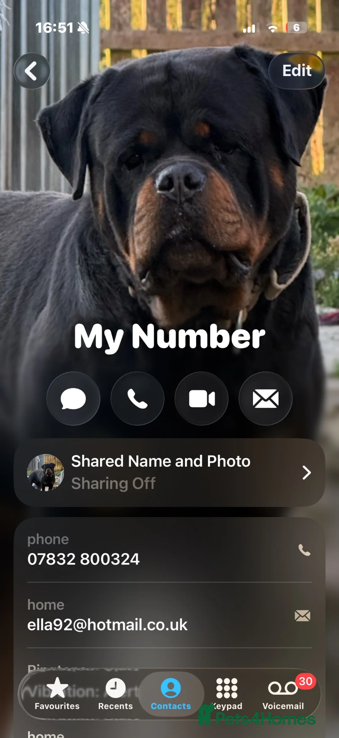 Rottweiler dogs for stud: Stunning KC registered fully health tested male   - Advert 40
