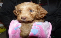 Cockapoo dogs for sale: Cockapoo F2 Puppies - Image 11