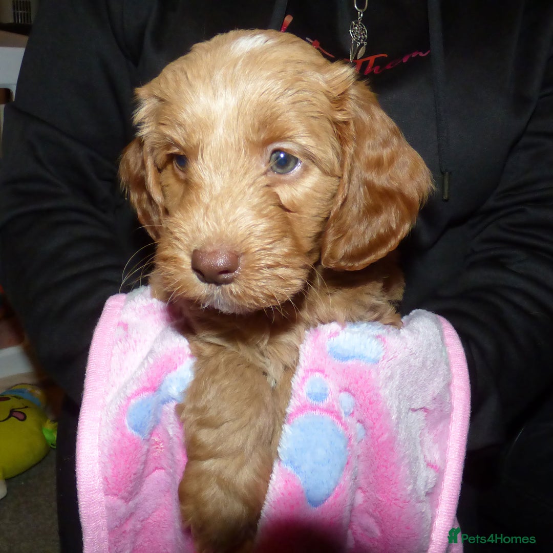 Cockapoo dogs for sale: Cockapoo F2 Puppies - Image 11