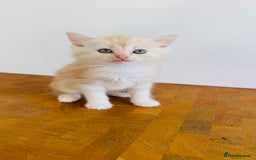 Ragdoll cats for sale: LAST ONE! Pedigree Ragdoll Kittens - REDUCED  - Image 22