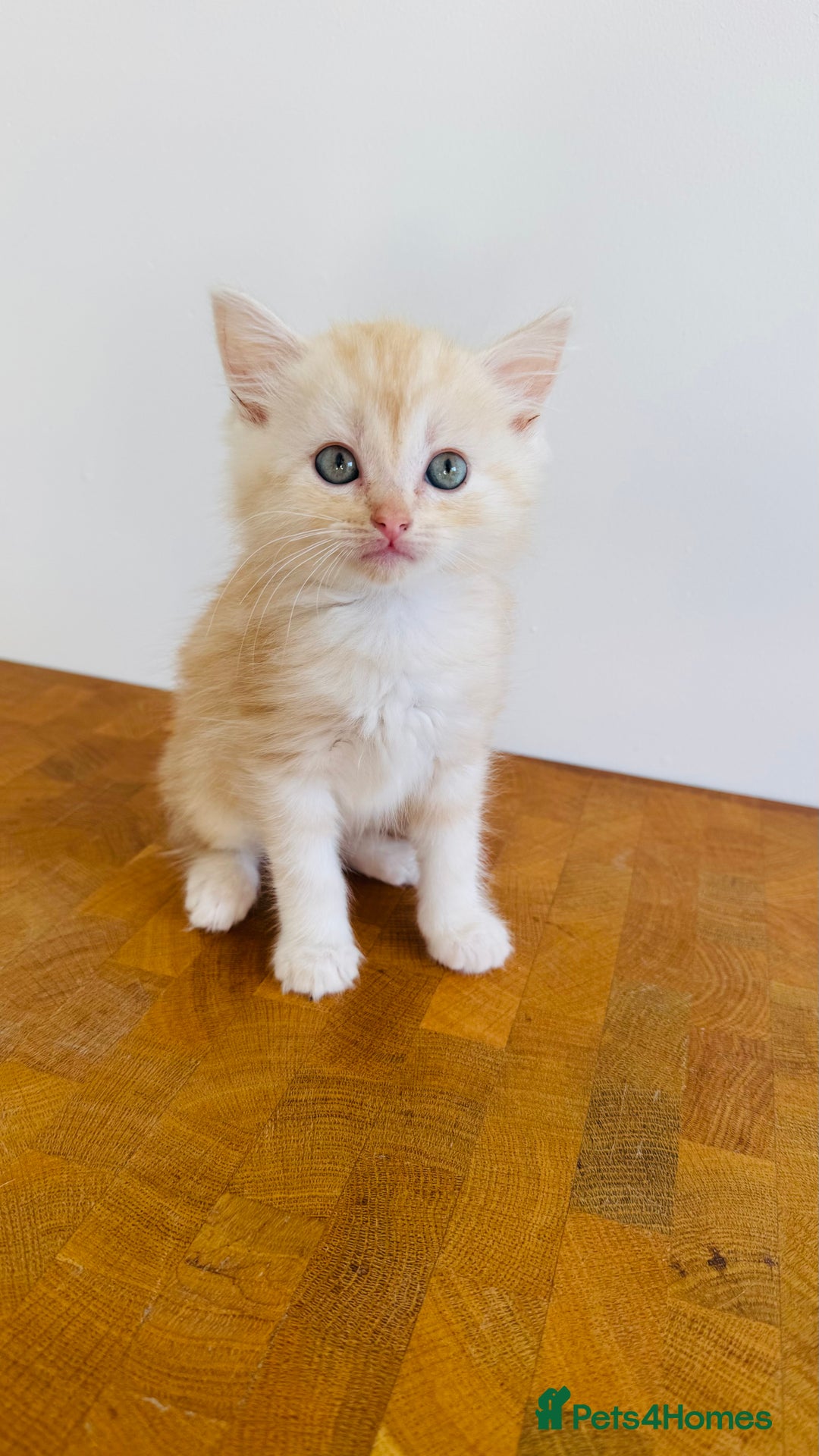 Ragdoll cats for sale: LAST ONE! Pedigree Ragdoll Kittens - REDUCED  - Image 22