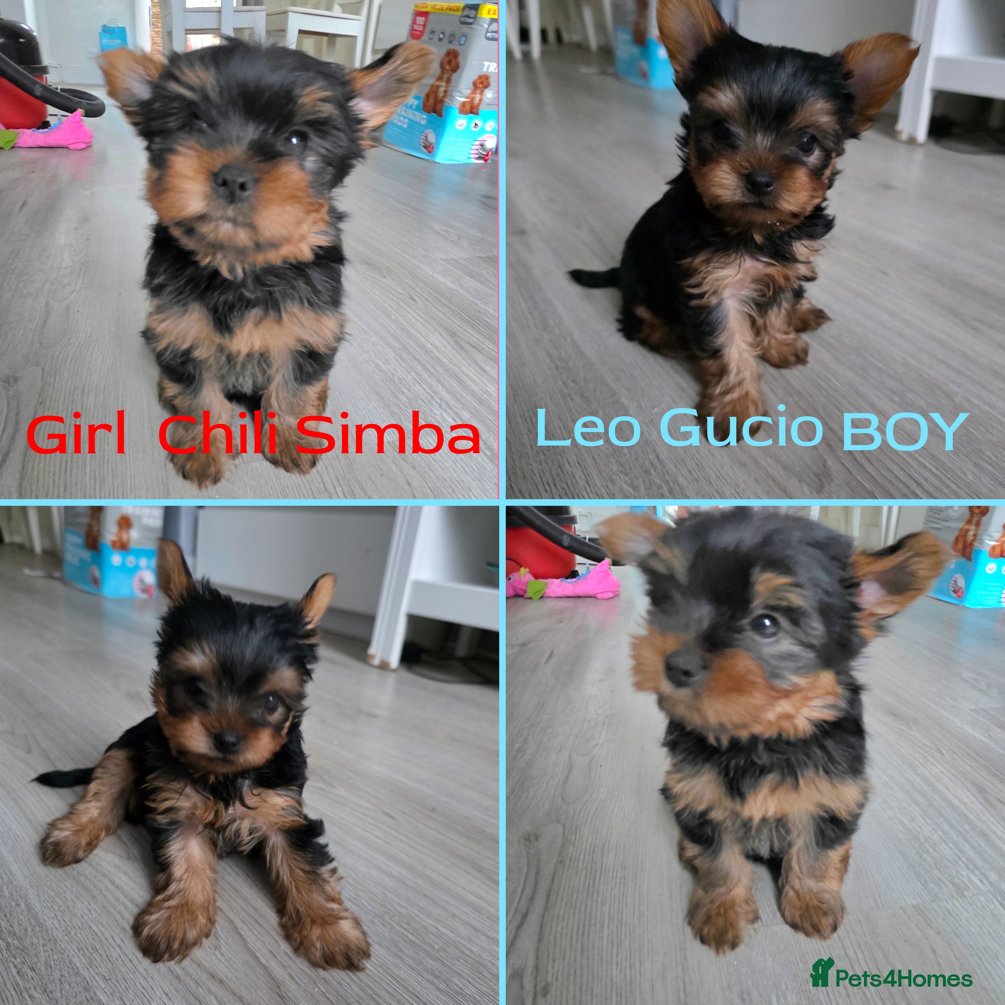 Yorkshire Terrier dogs Yorkshire terrier🐶KC.reg 5 gen.Pedigree 🏆💕 - Advert 1
