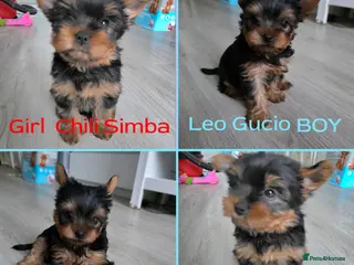 Yorkshire Terrier dogs Yorkshire terrier🐶KC.reg 5 gen.Pedigree 🏆💕 - Advert 1