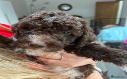 Lagotto Romagnolo dogs for sale: Litter of Hypoallergenic Lagotto/ not cockapoo  - Image 8