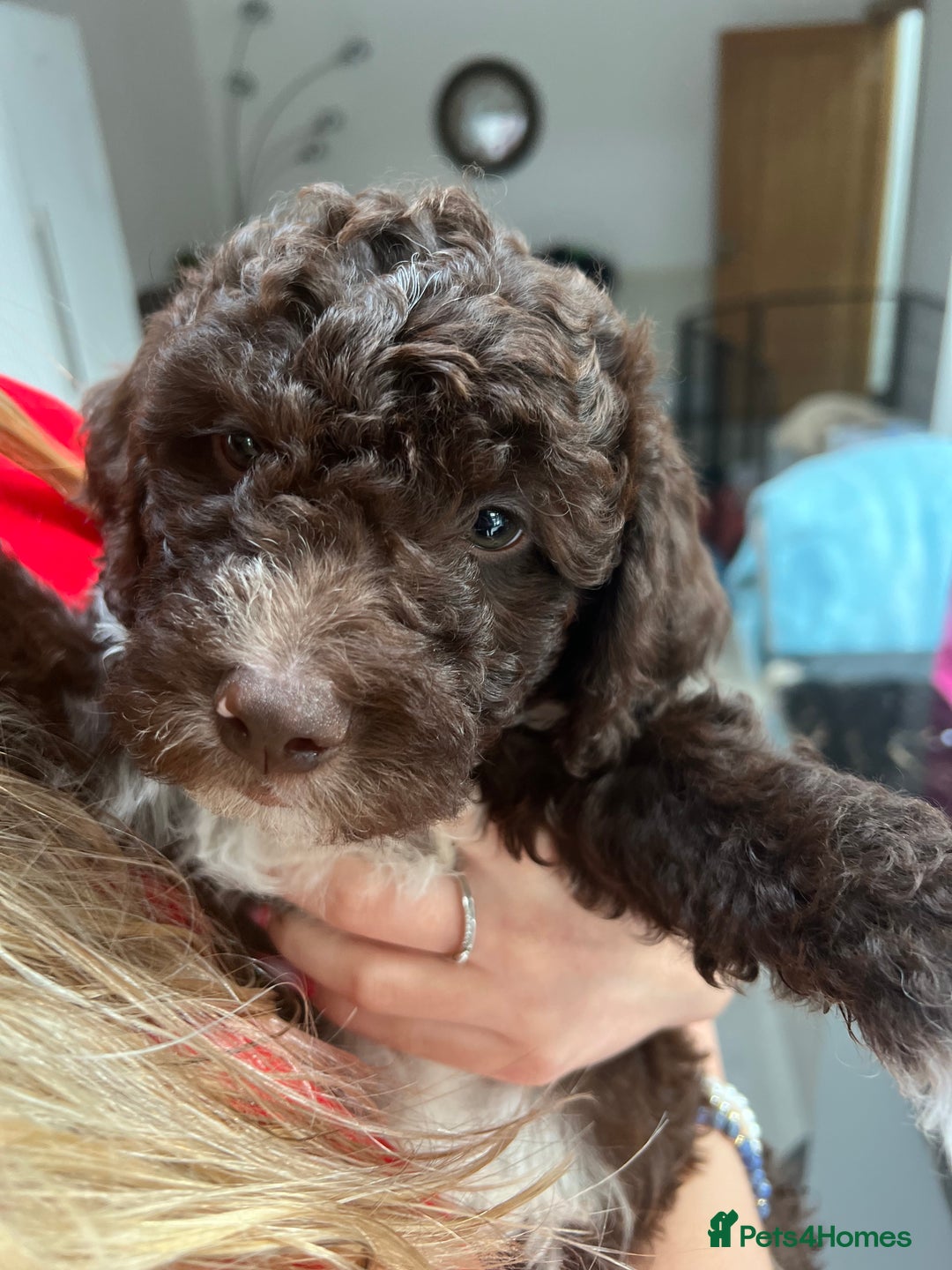 Lagotto Romagnolo dogs for sale: Litter of Hypoallergenic Lagotto/ not cockapoo  - Image 8