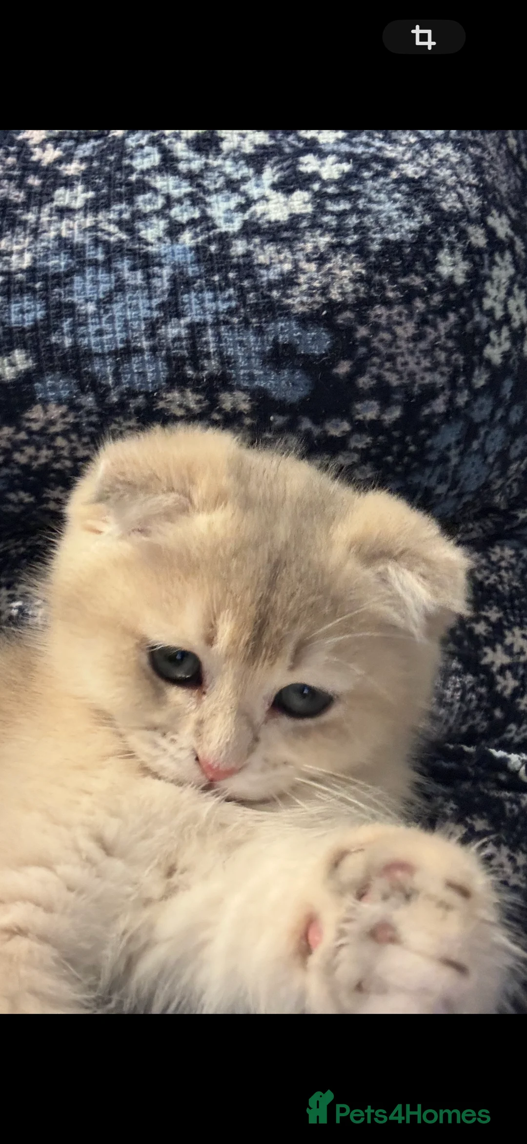 Scottish Fold cats for sale: Scottish Fold and Straight purebred kittens - Advert 6