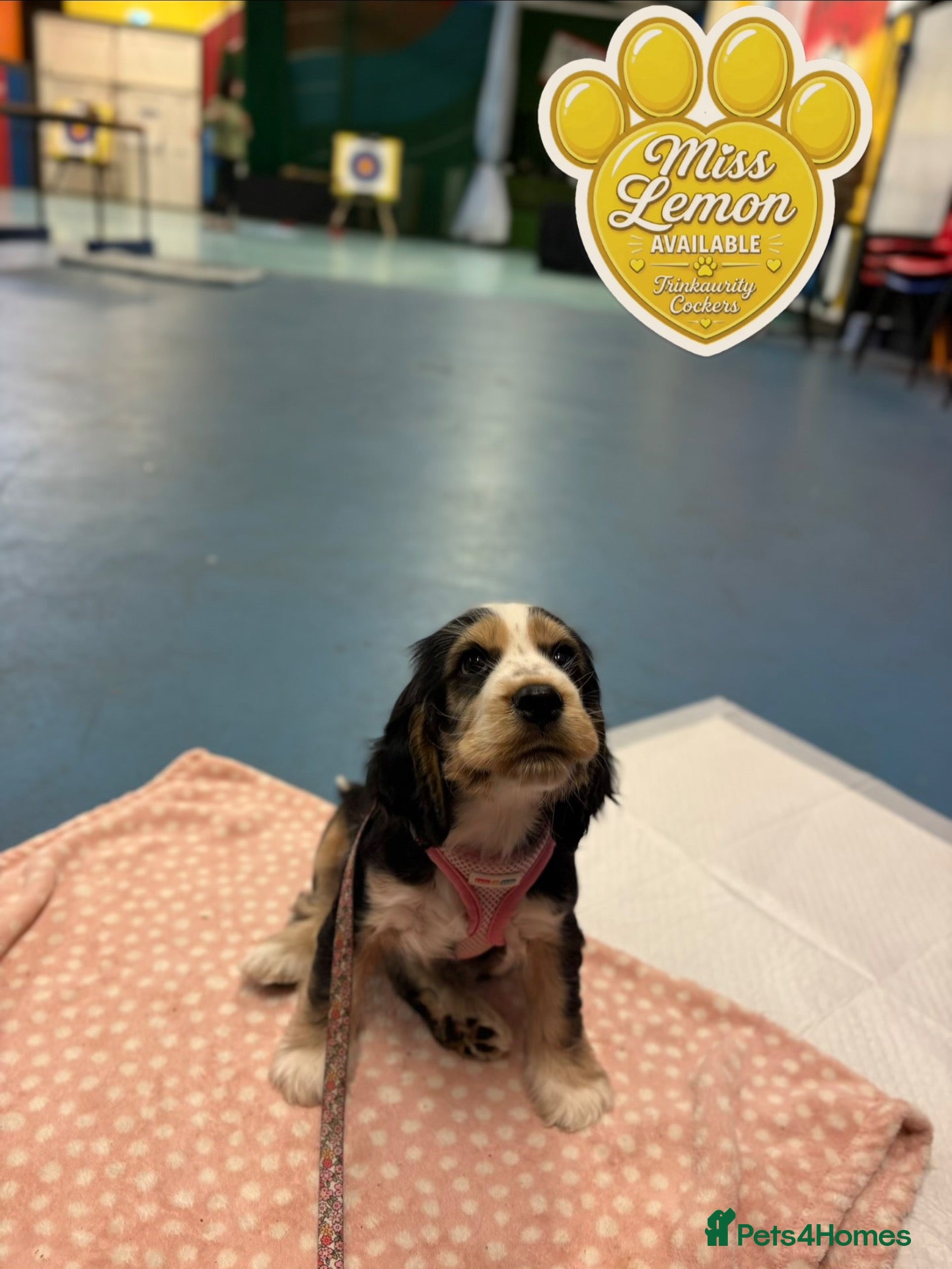 Cocker Spaniel dogs Ready Now RKC Reg DNA CLEAR Show Cocker Female - Advert 2