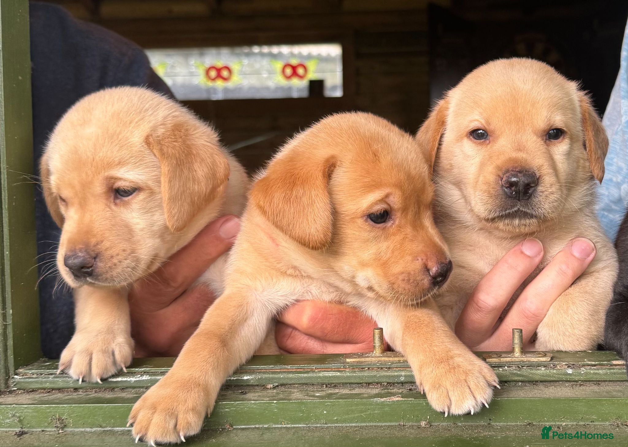 Labrador Retriever dogs SUPERB LABRADOR PUPPIES  - Advert 1