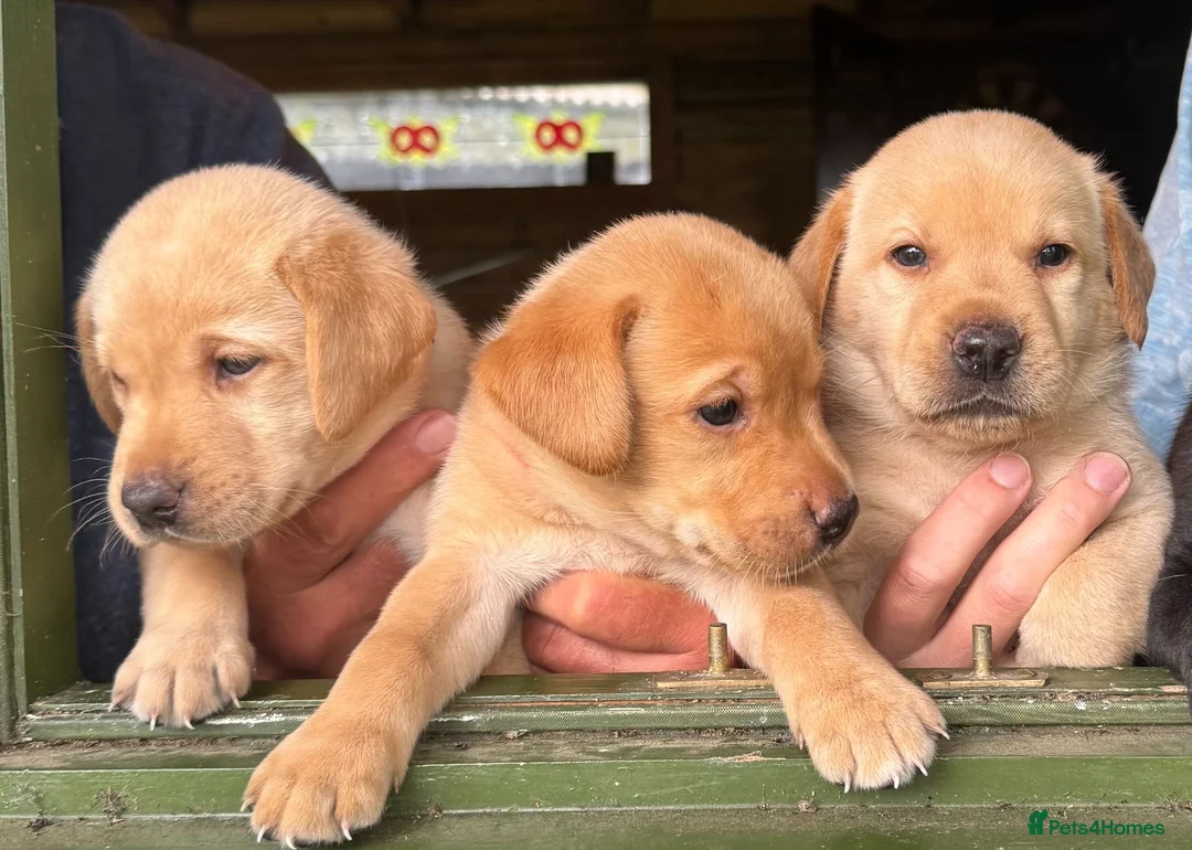 Labrador Retriever dogs for sale: SUPERB LABRADOR PUPPIES  in Dorchester - Advert 1