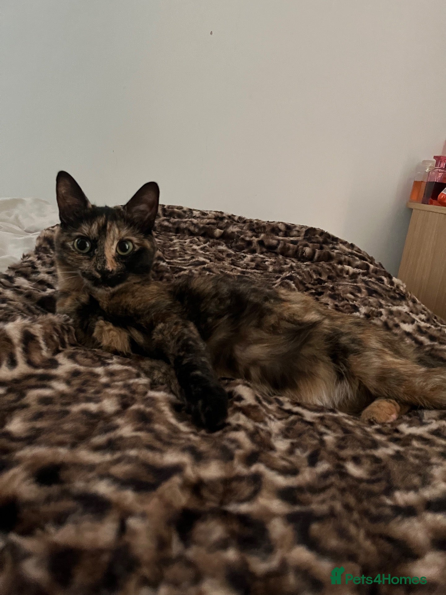 Mixed Breed cats for sale: Kittens  - Advert 18