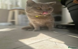 British Shorthair cats for sale: Beautiful lilac shorthair boy  - Image 6