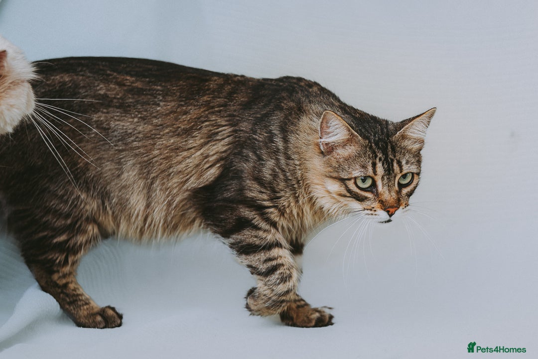 Persian cats for adoption: Carla, Persian cross, aged 7 - Advert 2