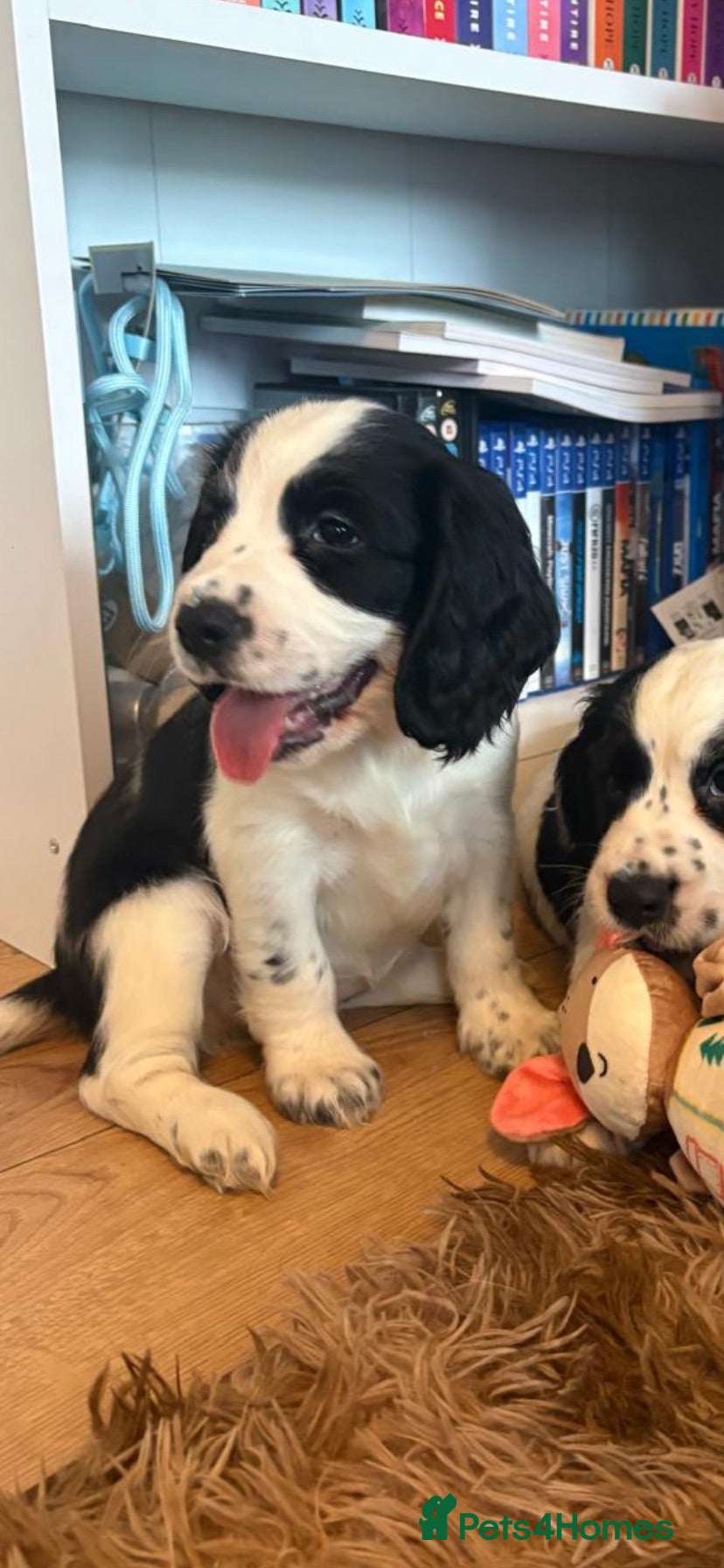 Cocker Spaniel dogs Cocker spaniel  - Advert 1