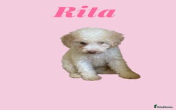 Cavapoo dogs for sale: One Cavapoo x poodle girl ready to go!!! - Image 19