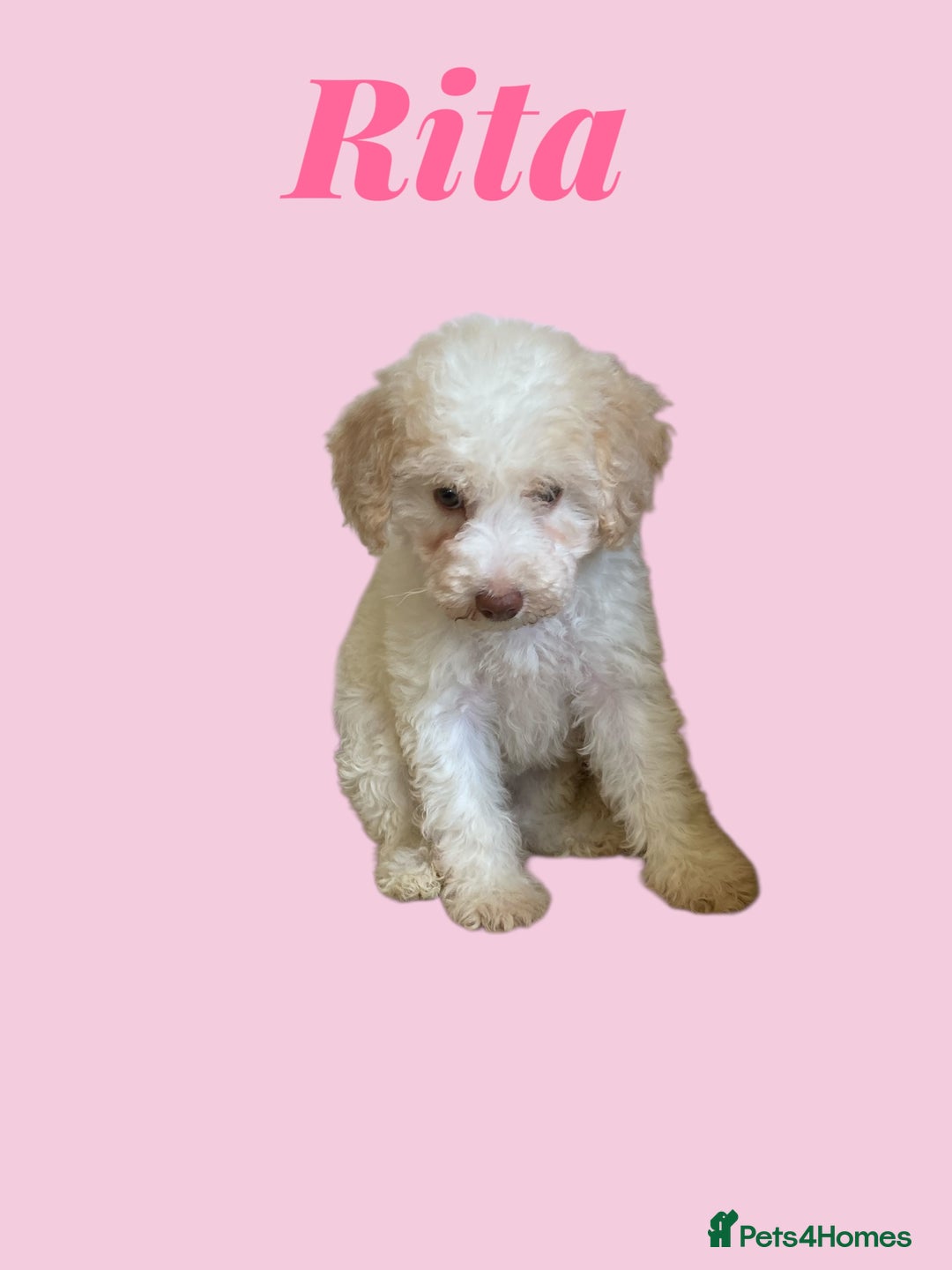 Cavapoo dogs for sale: One Cavapoo x poodle girl ready to go!!! - Image 19