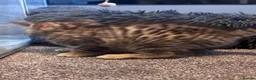 Bengal cats for sale: 5 mixed bengal kittens - Advert 12